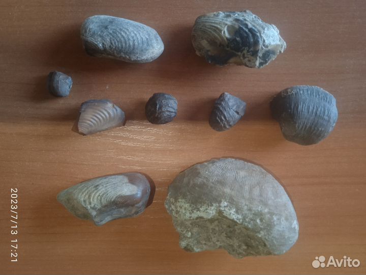 Окаменелые ракушки