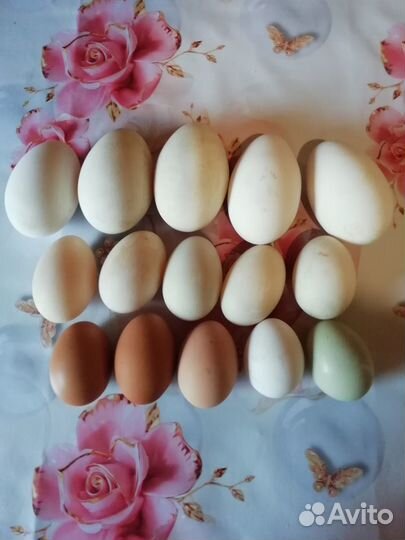 Инкубационное яйцо гусей, уток, кур