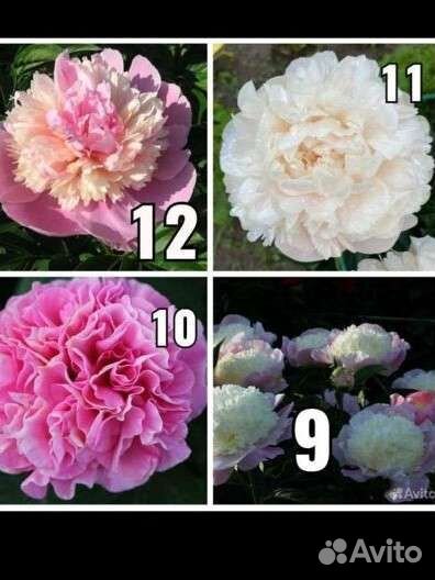 Пионы опт россия