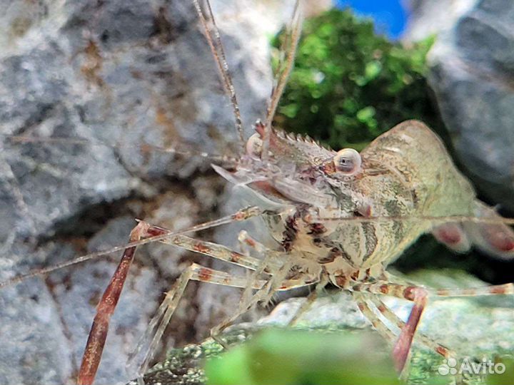 Креветка макробрахиум