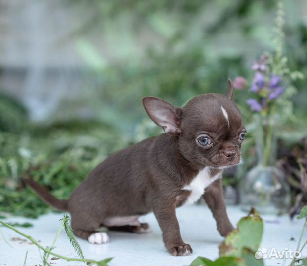 Щенок чихуахуа