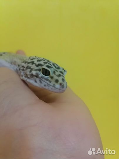 Геккон эублефар