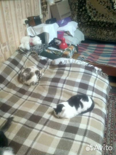 В добрые руки