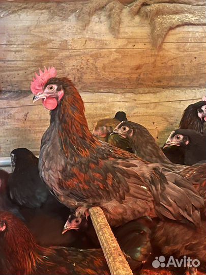 Петух на племя Мараны