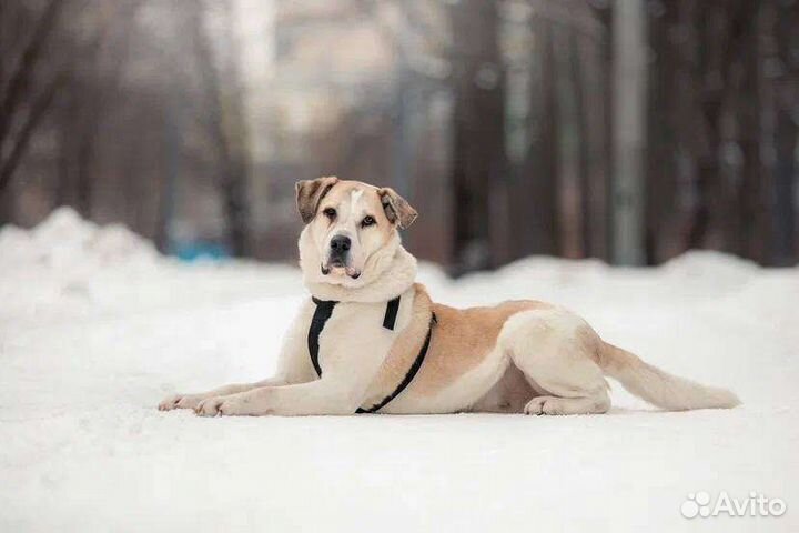 Собака Брут ищет дом (метис)