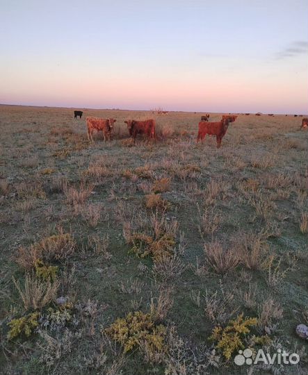 Продаются бычки возраст 8 месяцев