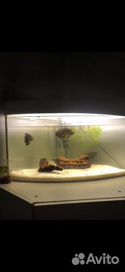 Аквариум угловой