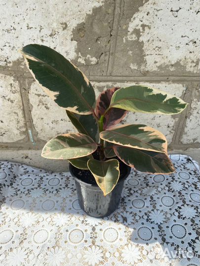 Фикус каучуконосный эластика