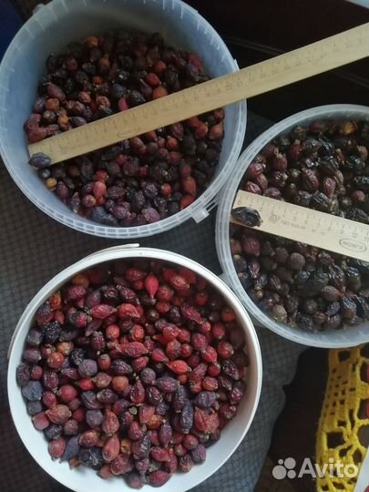 Шиповник сушеный