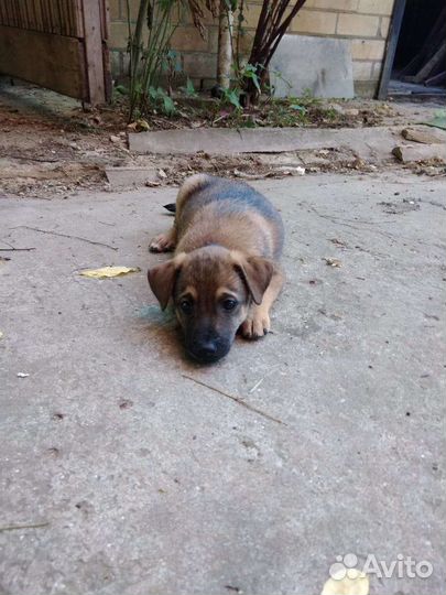 Отдам в добрые руки