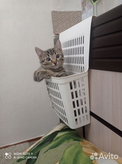 Котëнок