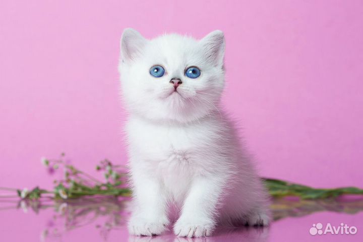 Британские котята серебристая шиншилла ns 12 33