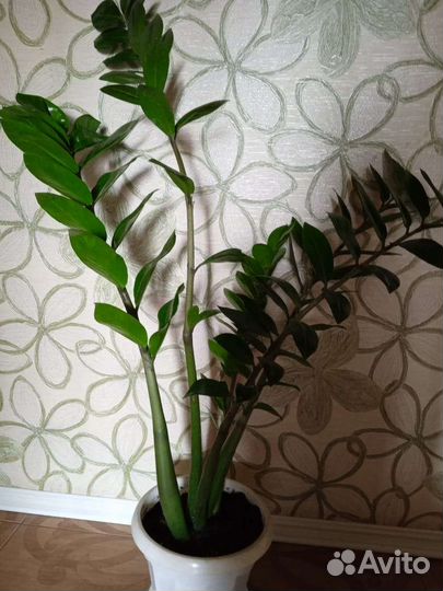 Замиокулькас