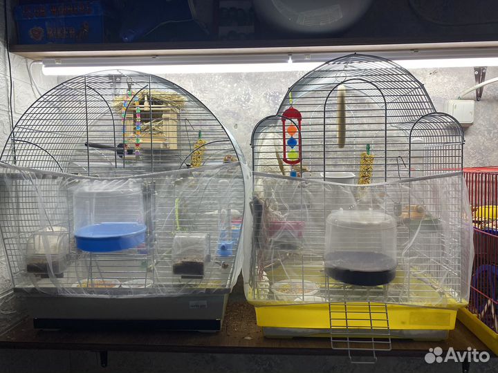 Зебровые амадины