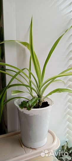 Хлорофитум