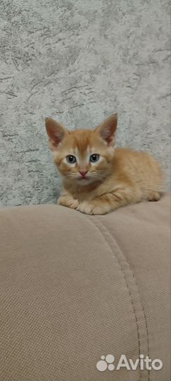 Рыжий котенок