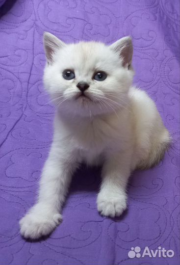 Британские котята серебристая шиншилла