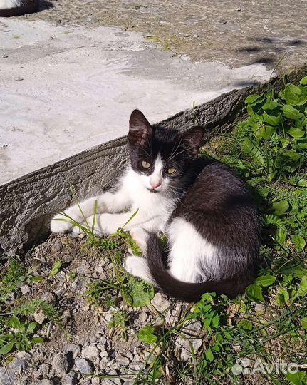 Котята и кошечки