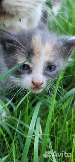 Котята в добрые руки бесплатно