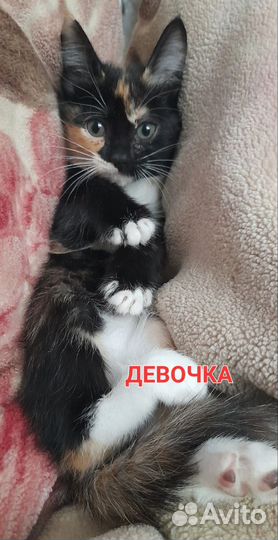 Пушистые котята