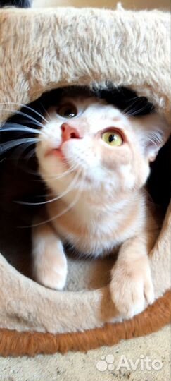 Общительный котик из приюта. доставка. кастрирован