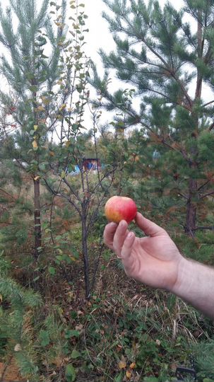 Участок 20 сот. (СНТ, ДНП)