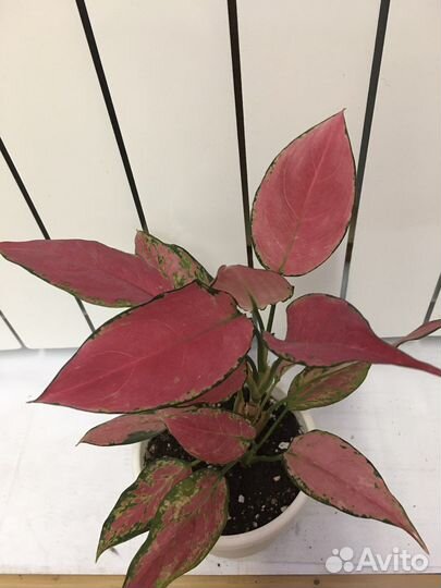 Аглаонема Черри Беби и детка Сильвер Куин