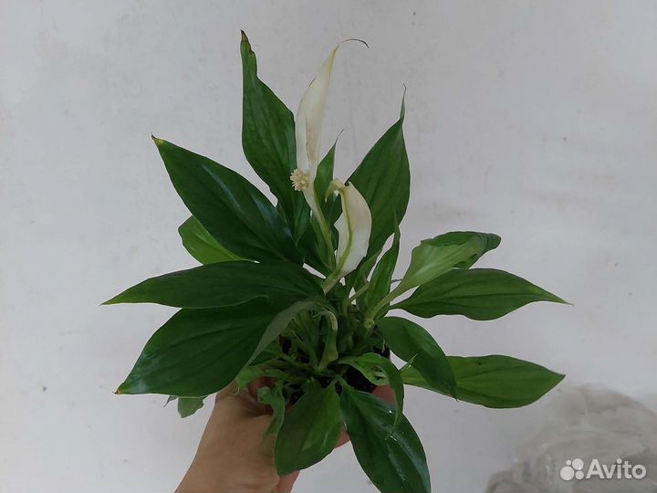 Спатифиллум перл купидо
