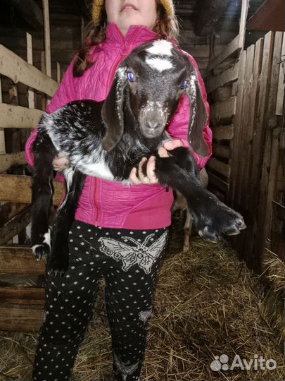 Козы,козочки,козлы