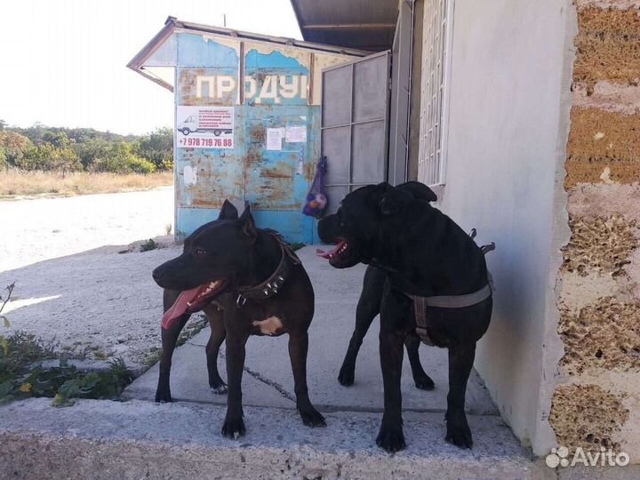 Щенки пидбуля