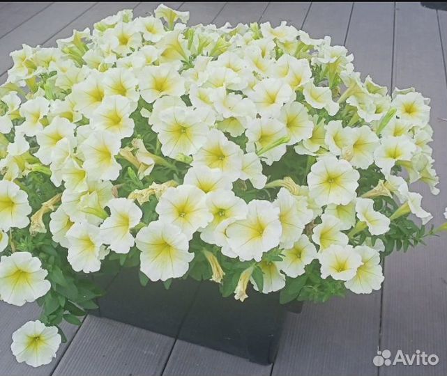 Рассада петунии Изи вейв/ тайдал вейв