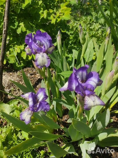 Ирисы цветы