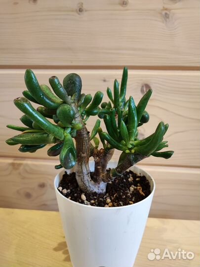 Бонсай Крассула коралл