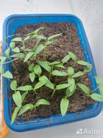 Рассада перца