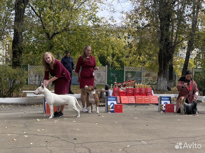 Бультерьер Стандартный вязка