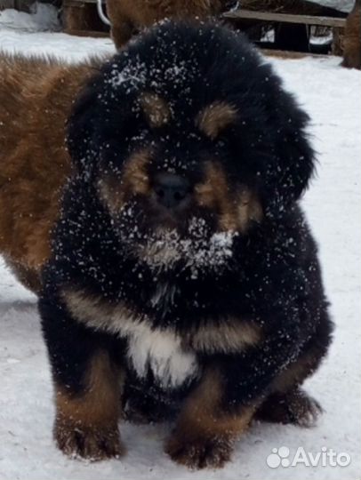 Тибетский мастиф щенки