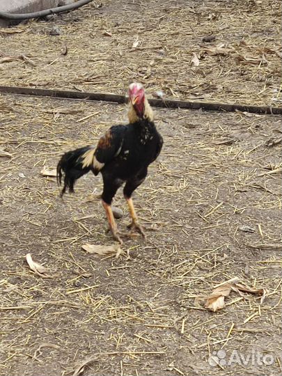 Бойцовые петухи