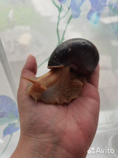 Улитки ахатины бесплатно