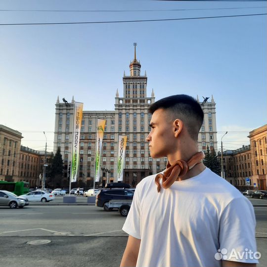 Рептилии для фотосессии