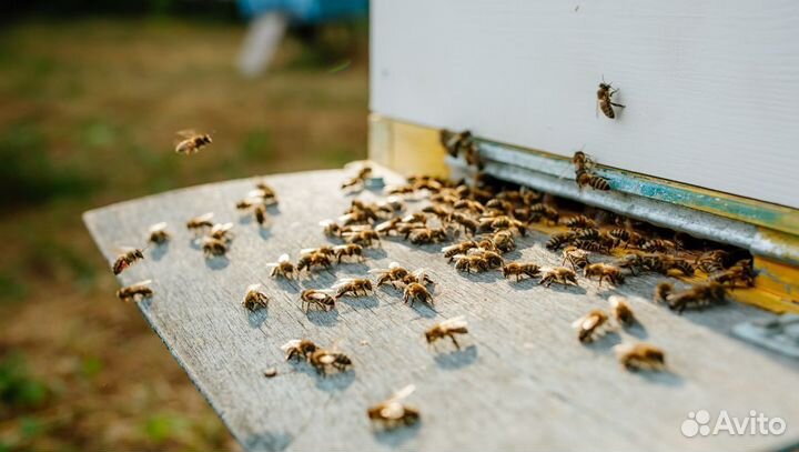 Эспарцетовый свежий мед оптом