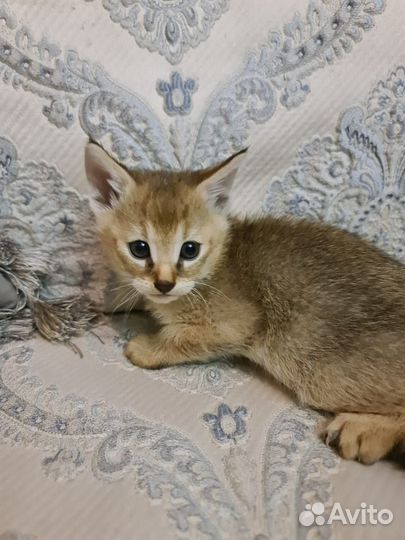 Чаузи ф1 мальчик