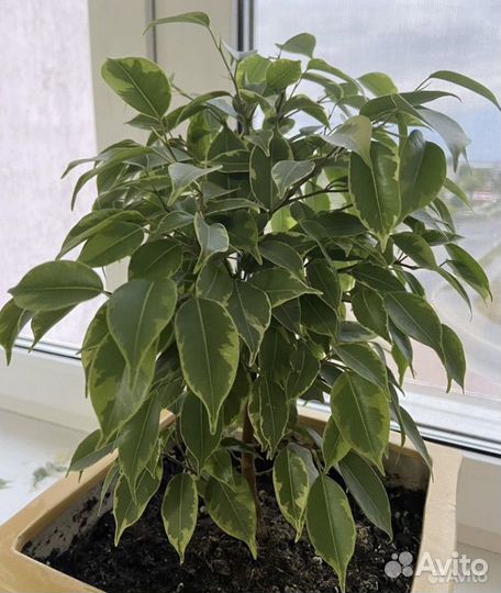 Фикус бенджамина