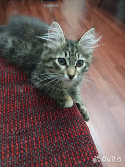 Отдам кошечку хорошие руки. Из помета мей- кунов