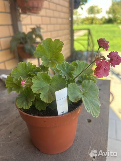 Пеларгония