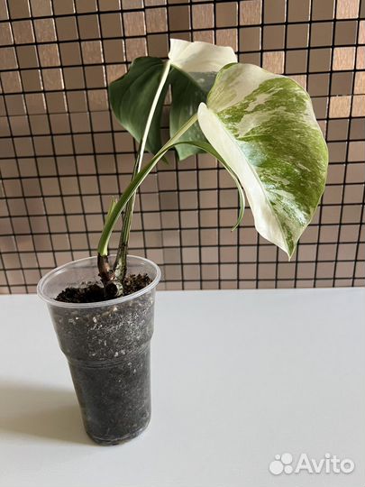 Монстера альба