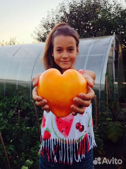 Семена помидоров томатов