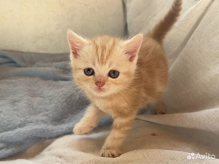 Британский котенок рыжий мальчик