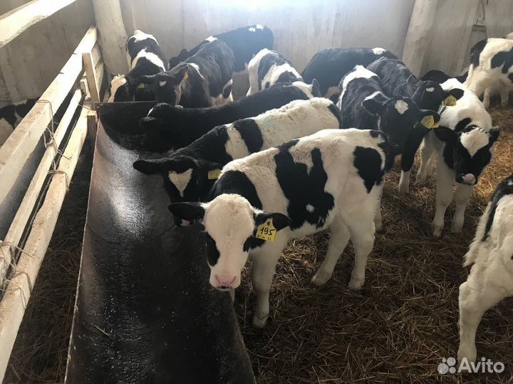 Телки и бычки