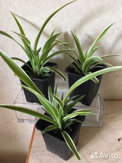 Хлорофитум