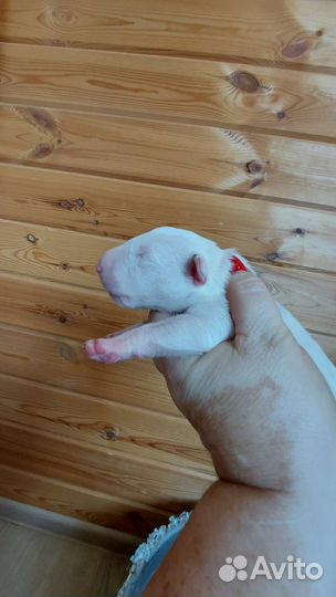 Щенки бультерьера